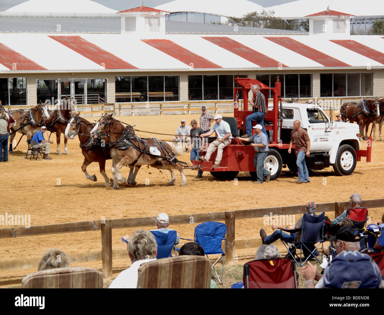 horse pull competition Tampa Florida USA Stock Photo Alamy