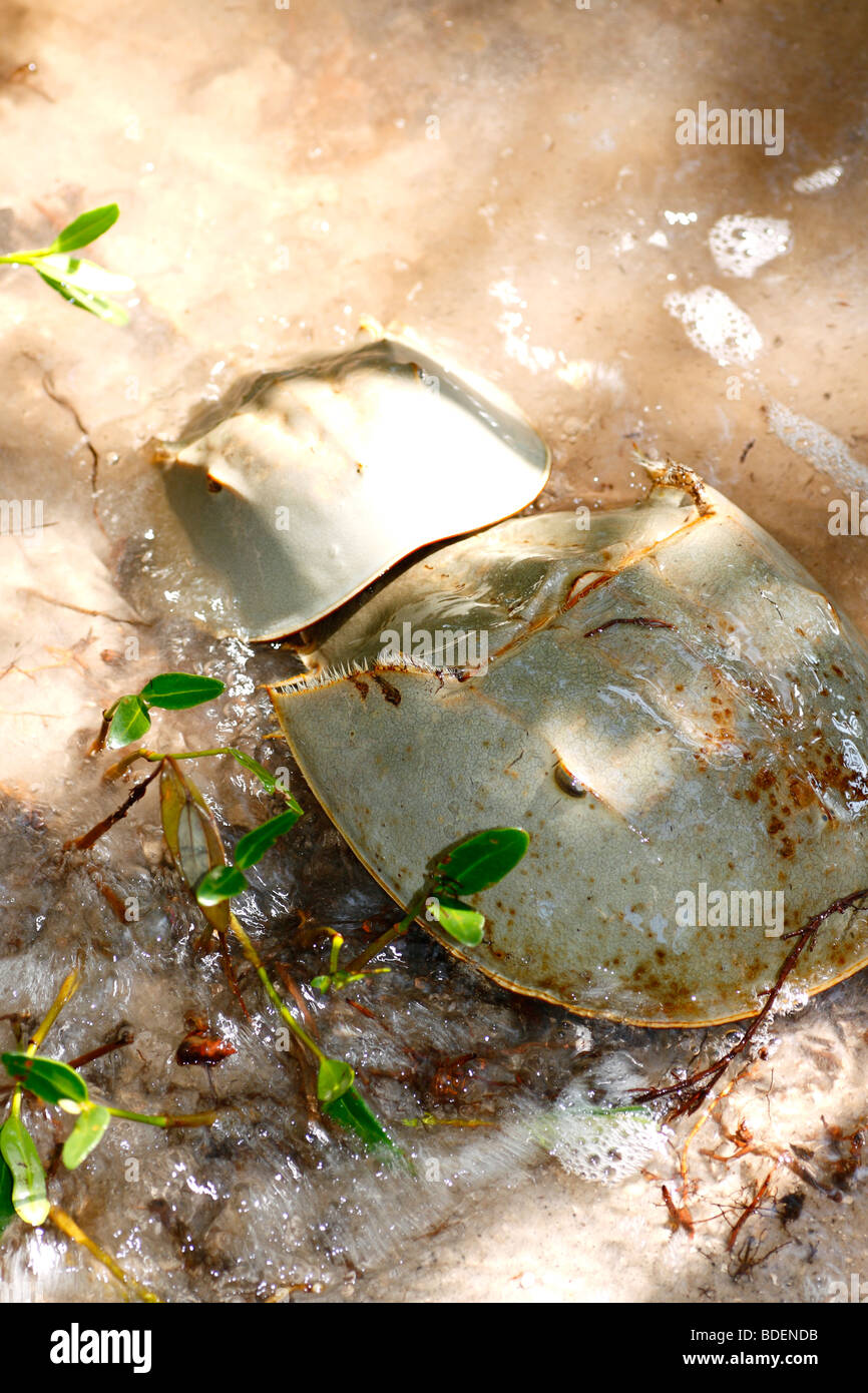 Two mating Horseshoe Crabs - male at rear Stock Photo - Alamy