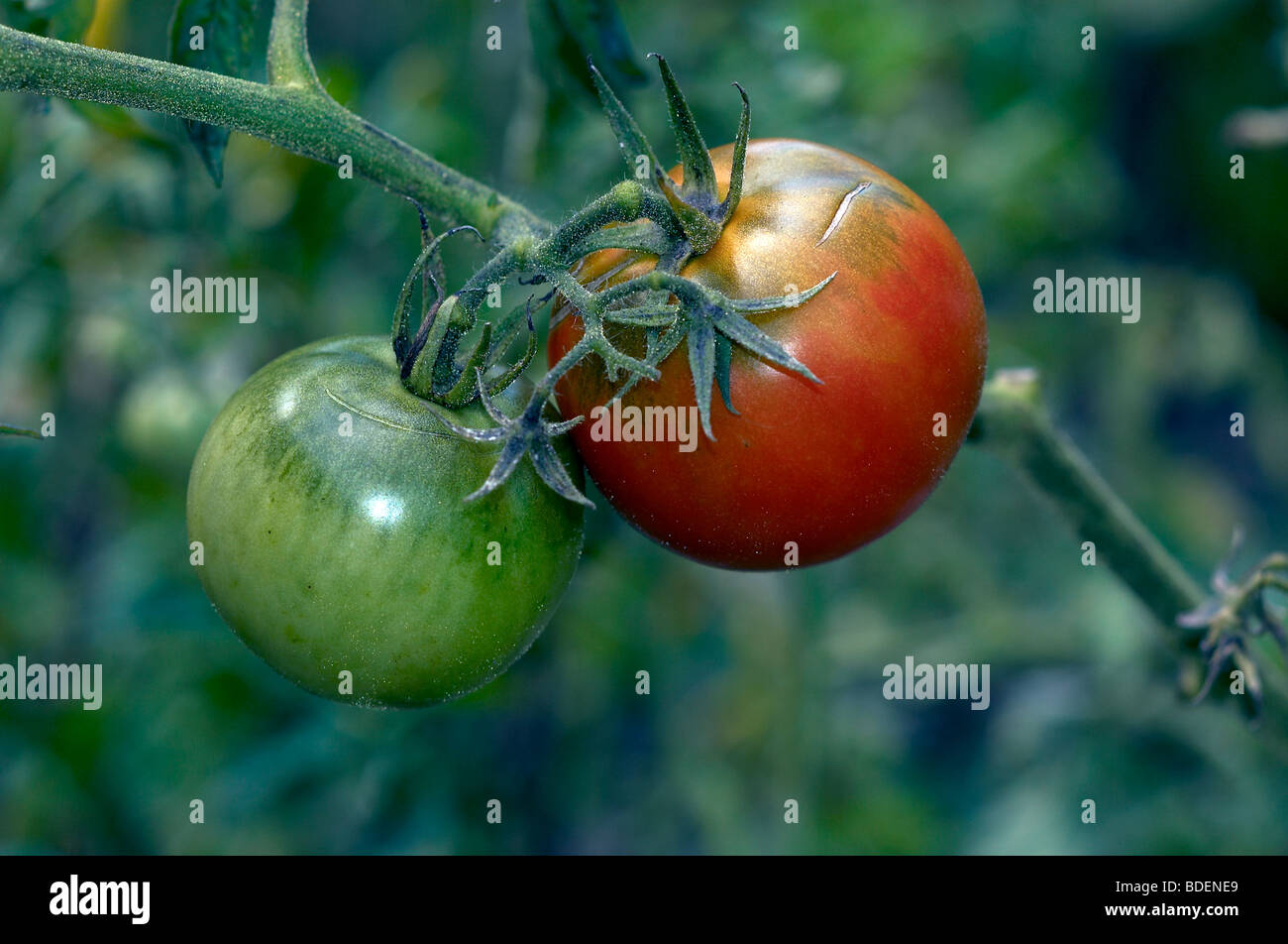 Row tomato plant solanum hi-res stock photography and images - Alamy