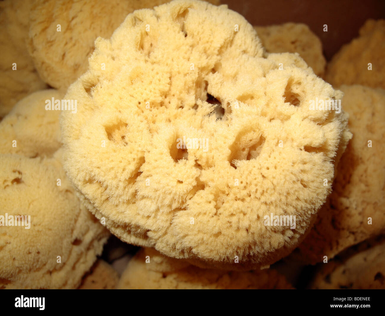 a natural commercial sea sponge for sale in a market Stock Photo