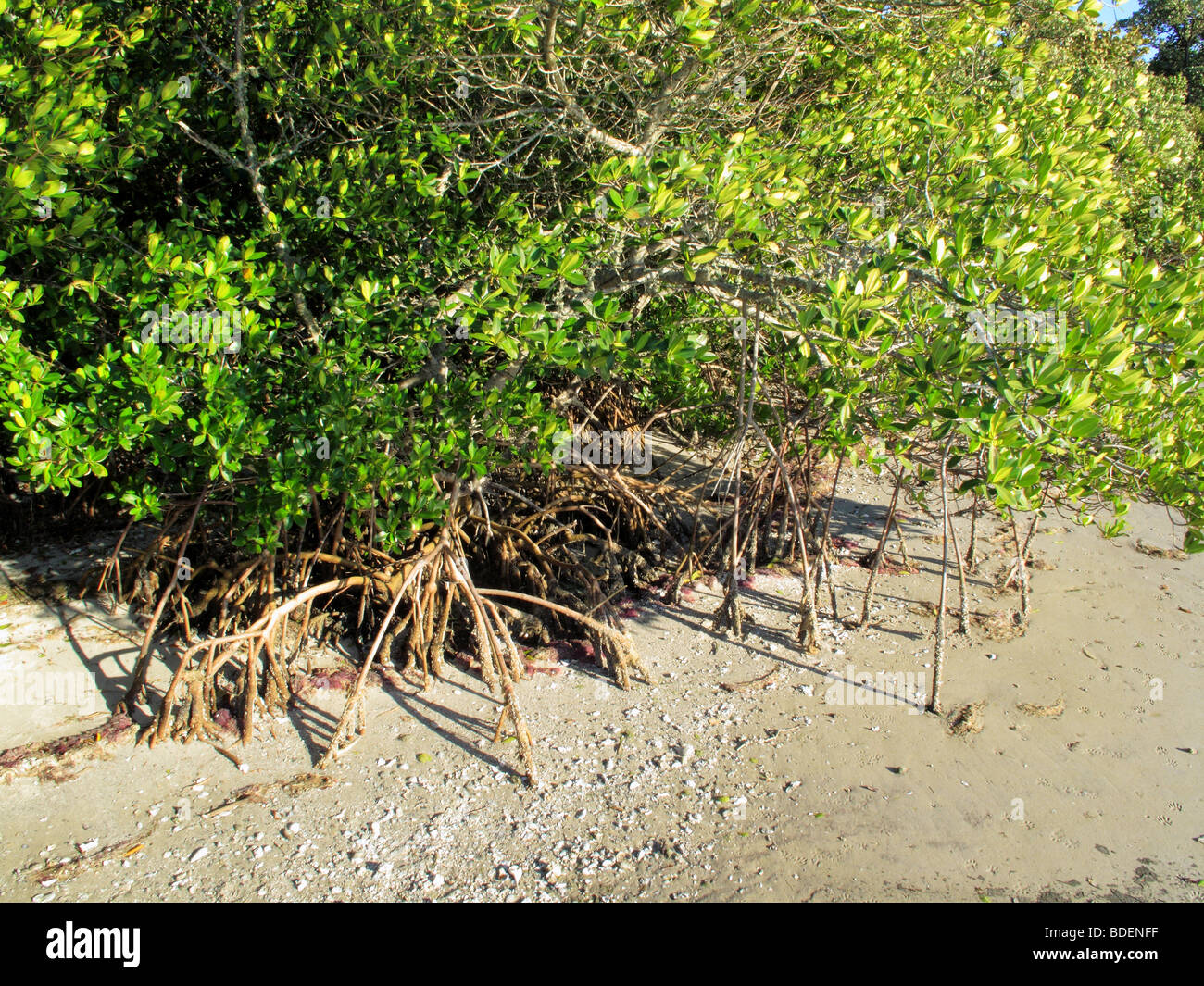 red mangrove trees in florida in the usa Stock Photo Alamy