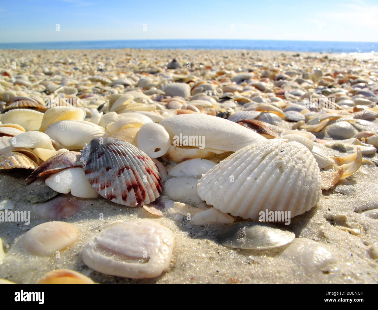 An oblong, spiral sea shell on the beach sand. Stock Photo