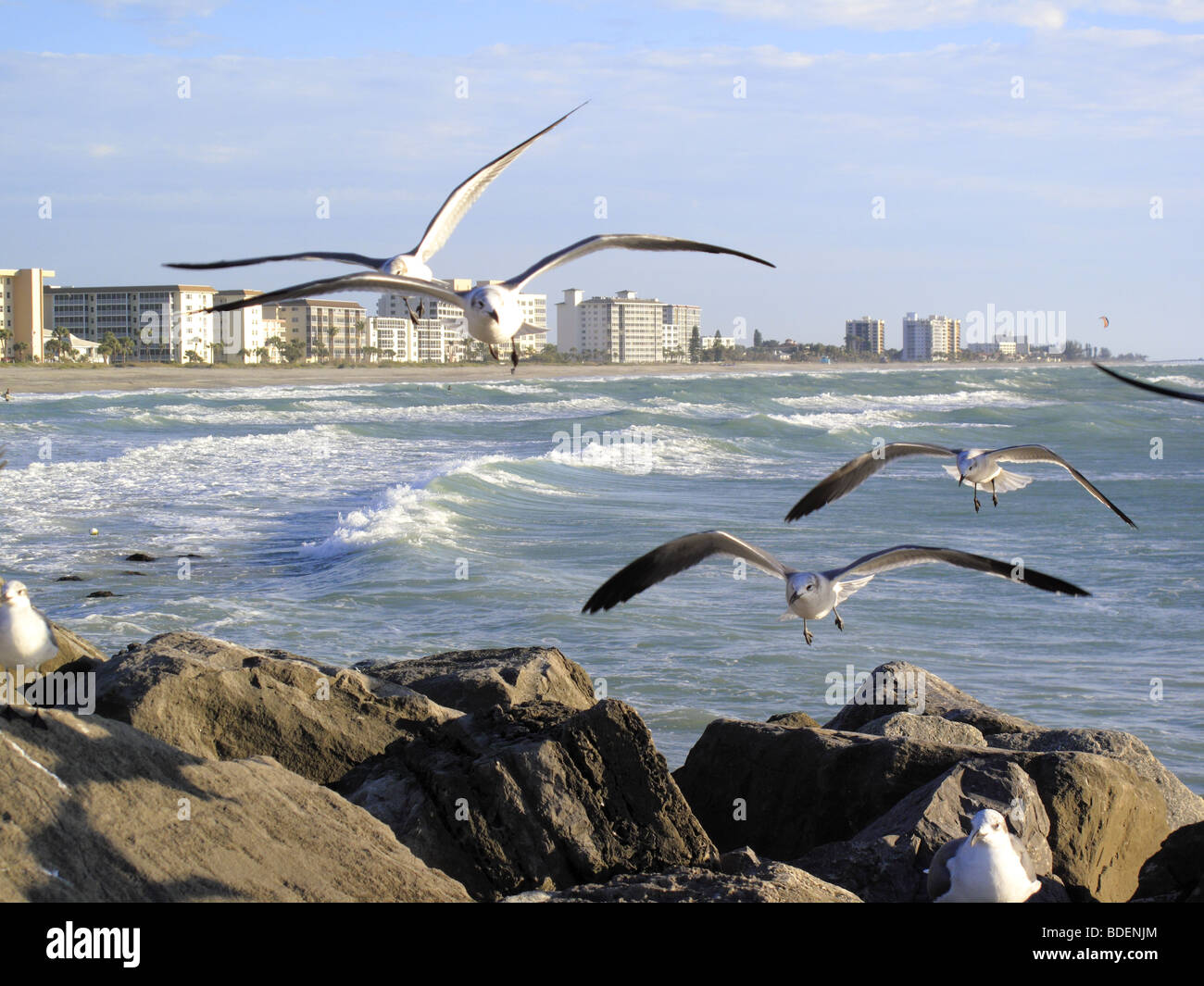 Venice beach florida hi-res stock photography and images - Alamy