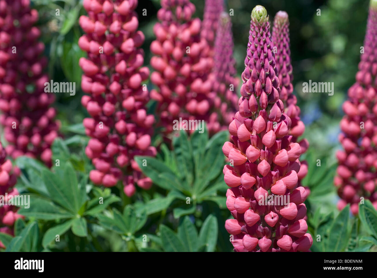 Pink lupin flowers Stock Photo Alamy
