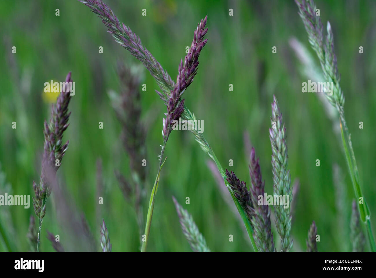 Grass Seed Heads High Resolution Stock Photography and Images Alamy