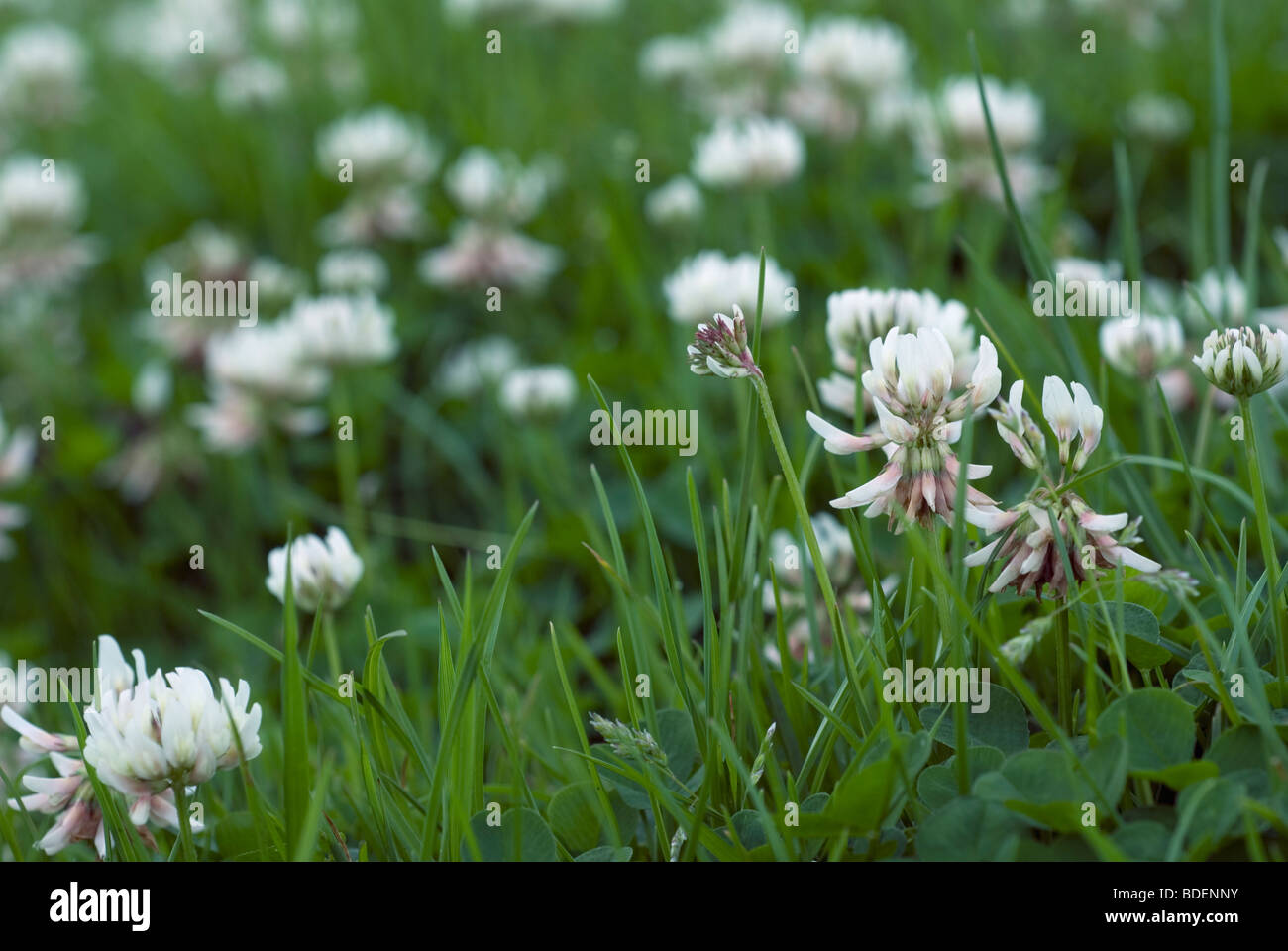White clover in grassland Stock Photo Alamy