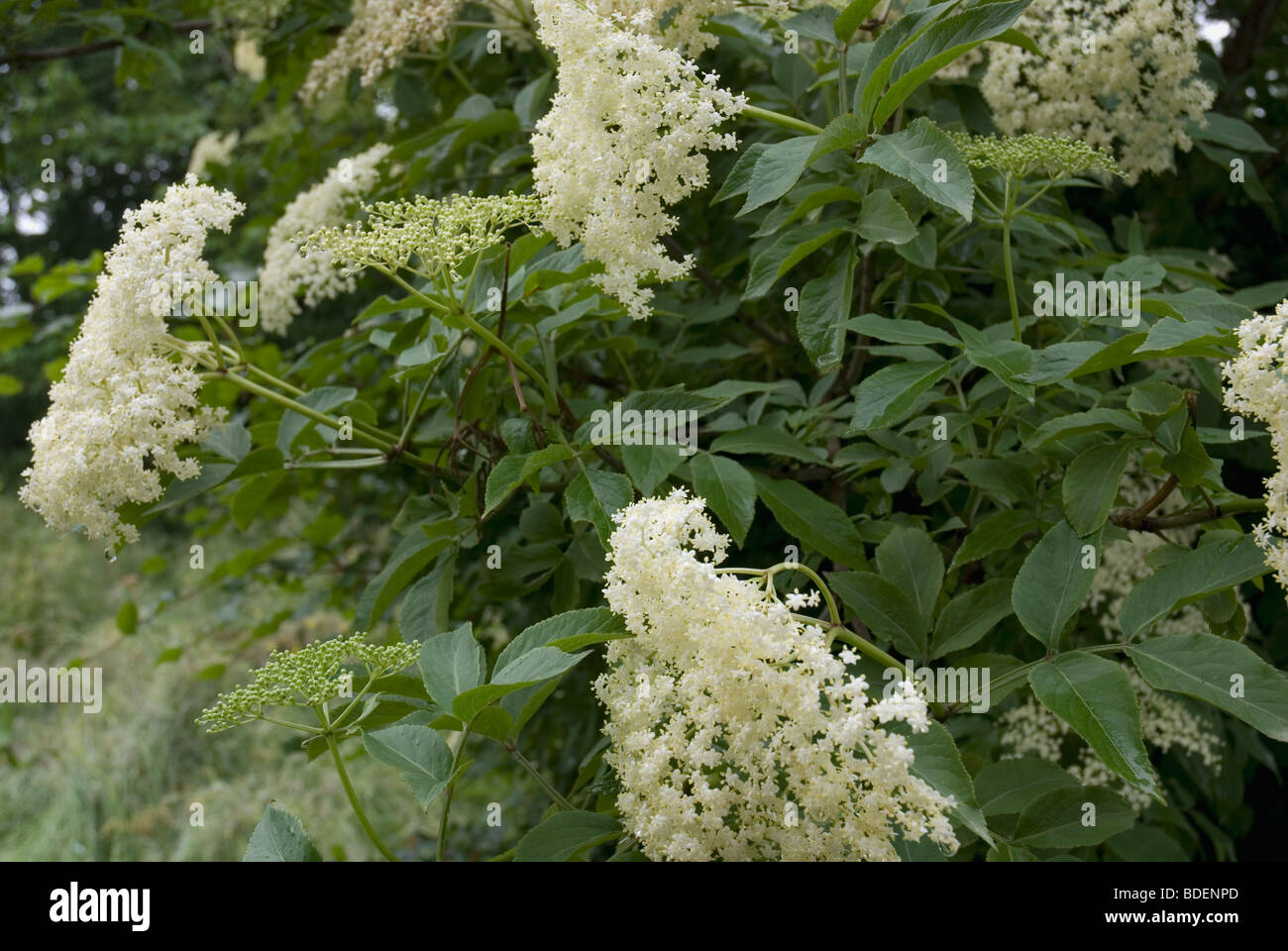 Elderflower tree hi-res stock photography and images - Alamy