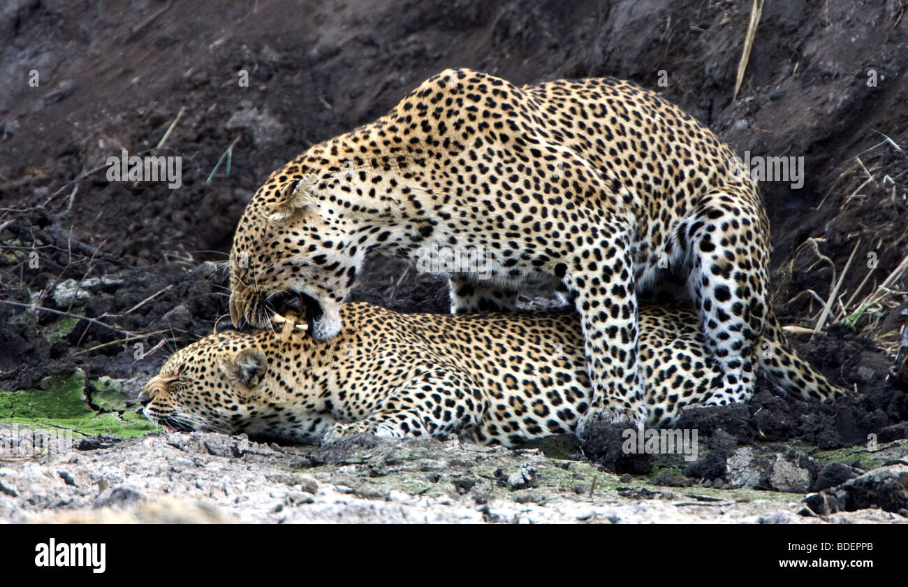 Leopards mating, Kruger Park, South Africa Stock Photo