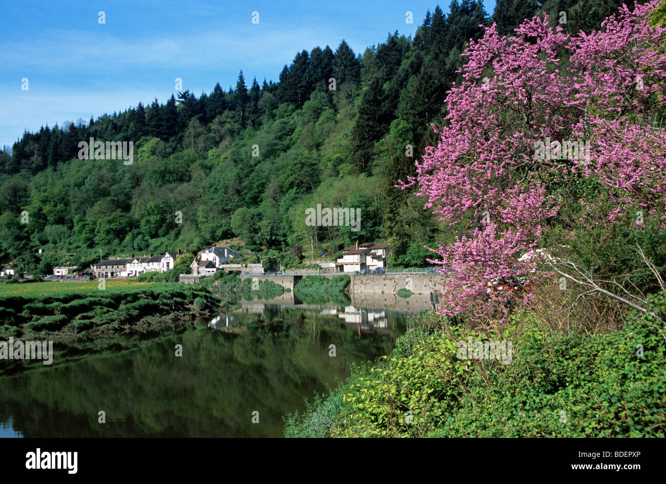 Tintern on the River Wye at springtime Stock Photo - Alamy