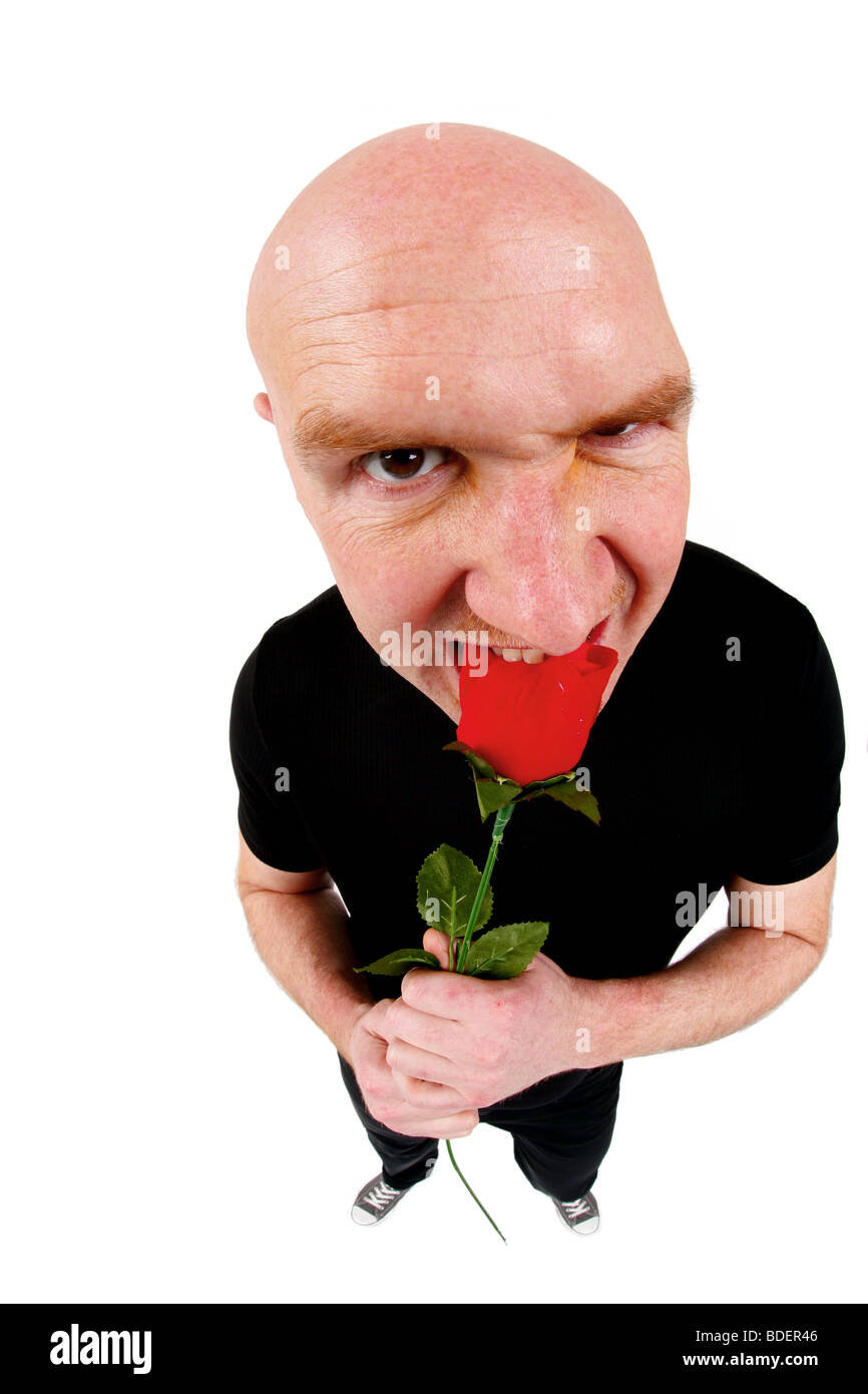 bald headed man biting in a red rose Stock Photo