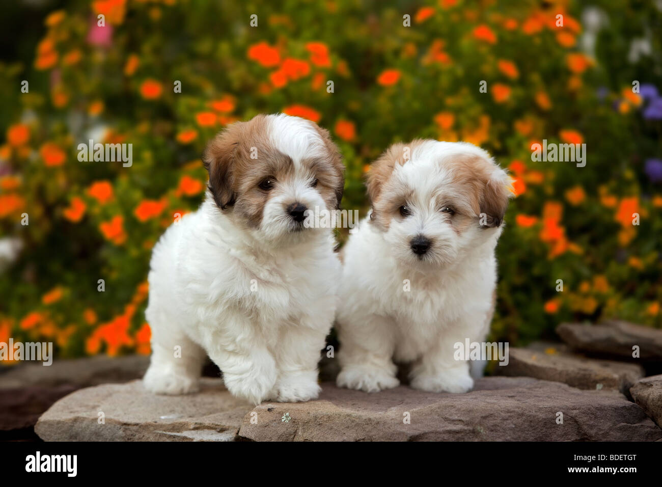 Coton de tulear hi-res stock photography and images - Alamy