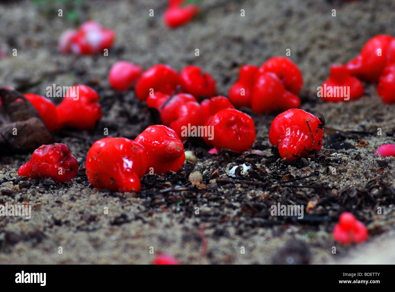 Rose apple. a fruit which can see rarely in kerala. its most attraction