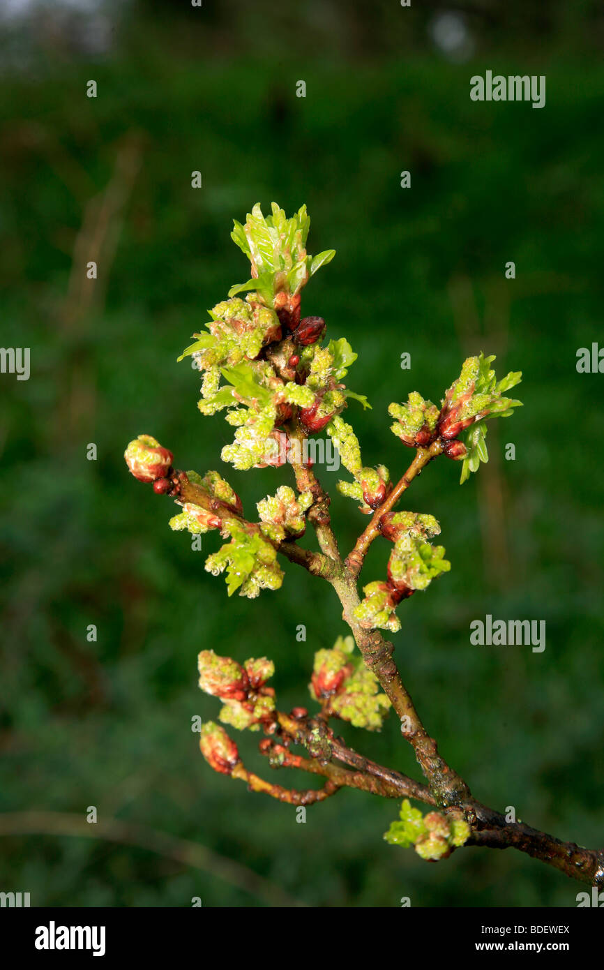 Spring Green foliage Oak Tree Buds Quercus robur Woodland Sherwood