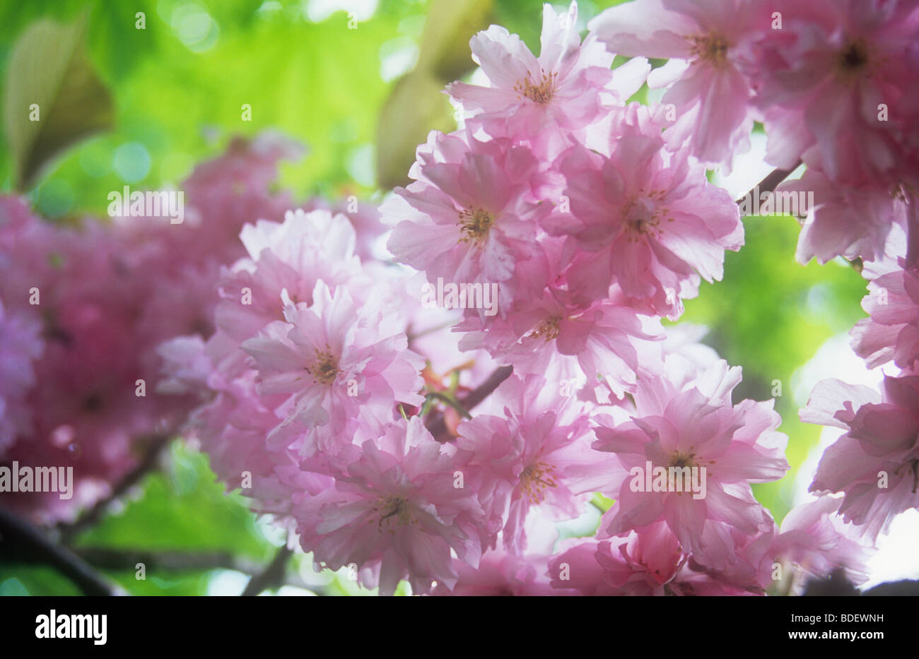 Stem of backlit pale pink double blossoms of Flowering cherry or Prunus Pink Perfection tree with backlit maple leaves beyond Stock Photo