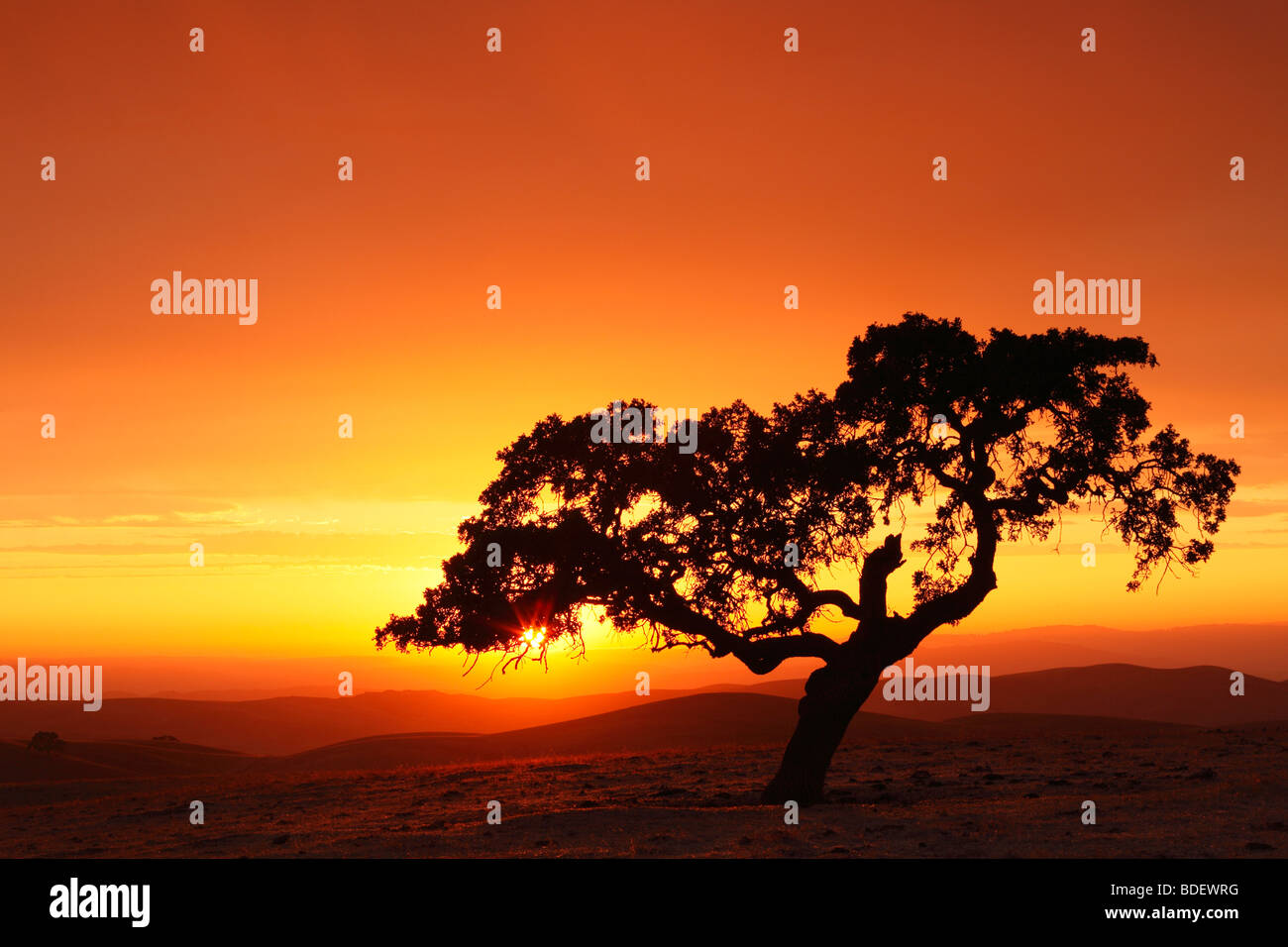 Oak tree with leaves silhouette hi-res stock photography and images - Alamy