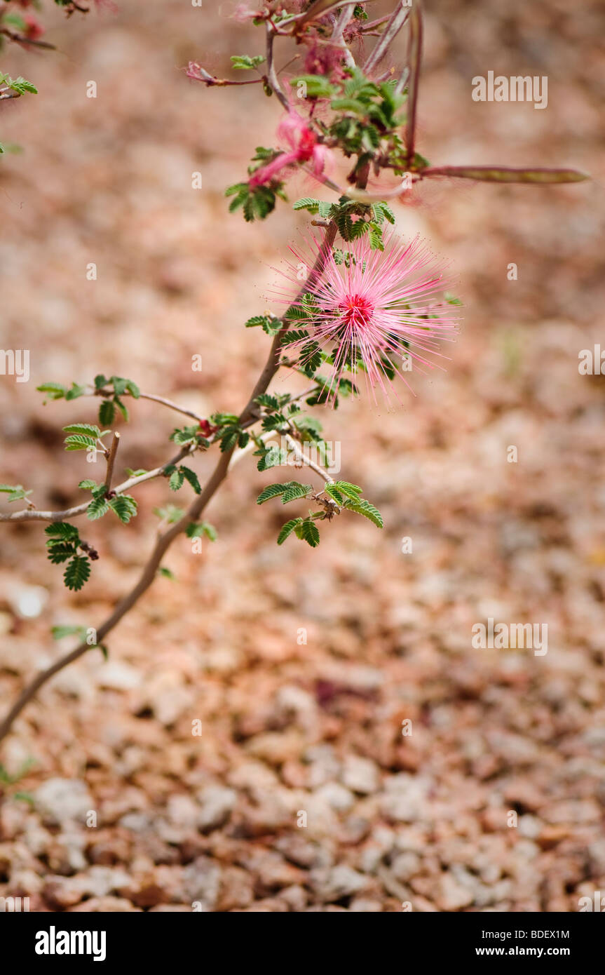 Pink Fairy Duster flower Stock Photo Alamy