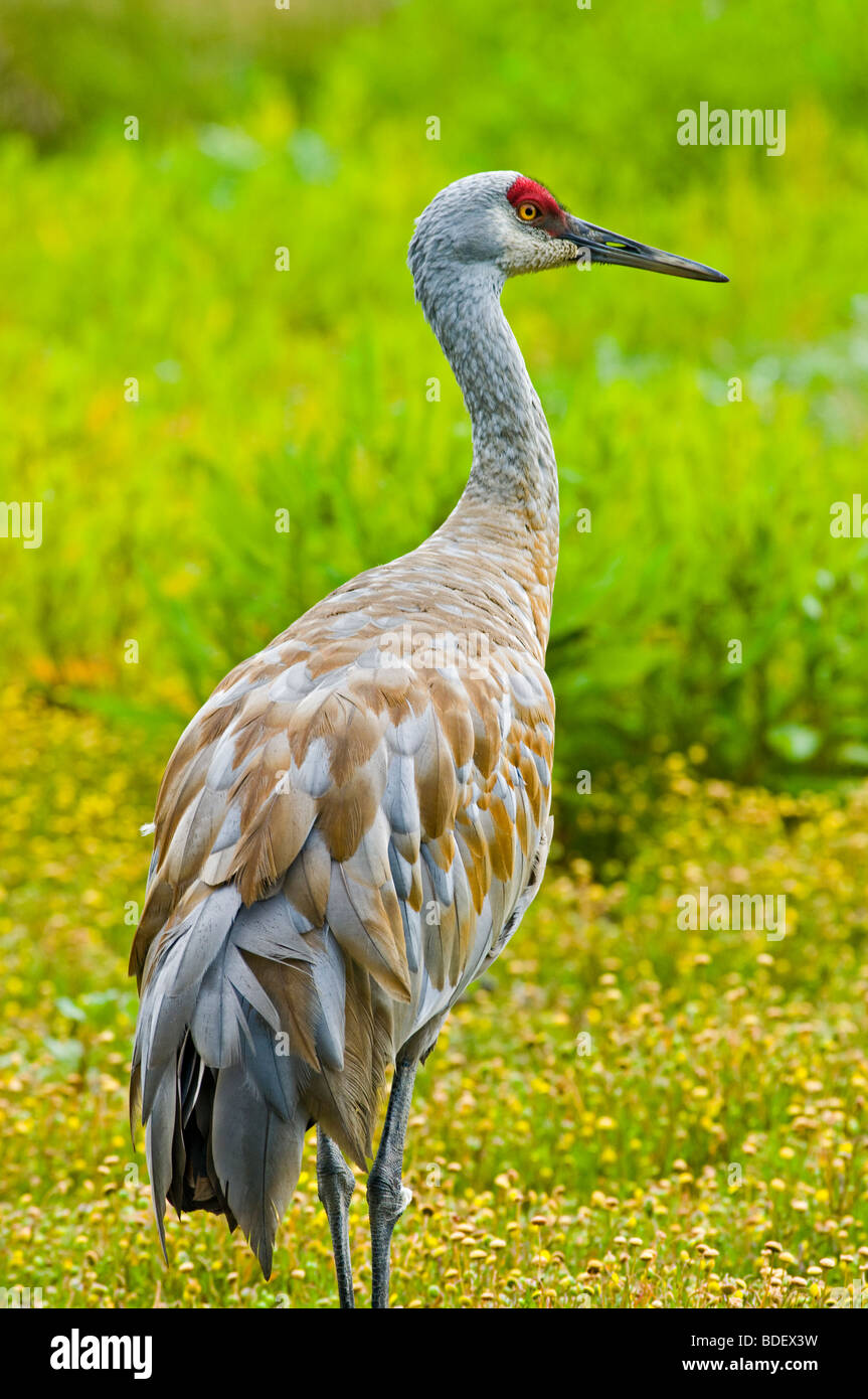 Sandhill crane crane hi-res stock photography and images - Alamy