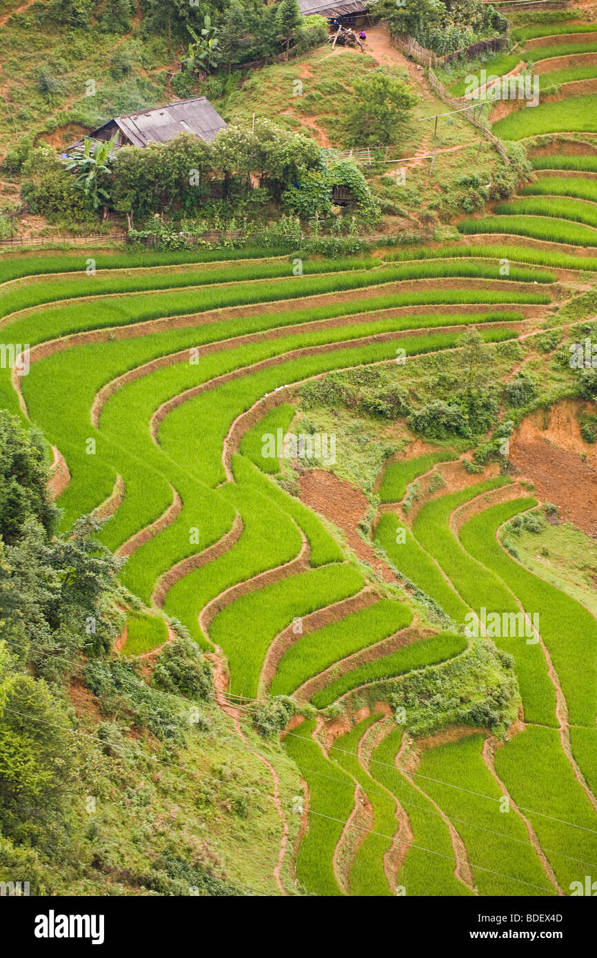 Curved green rice paddies on a hillside of Sa Pa, Vietnam Stock Photo
