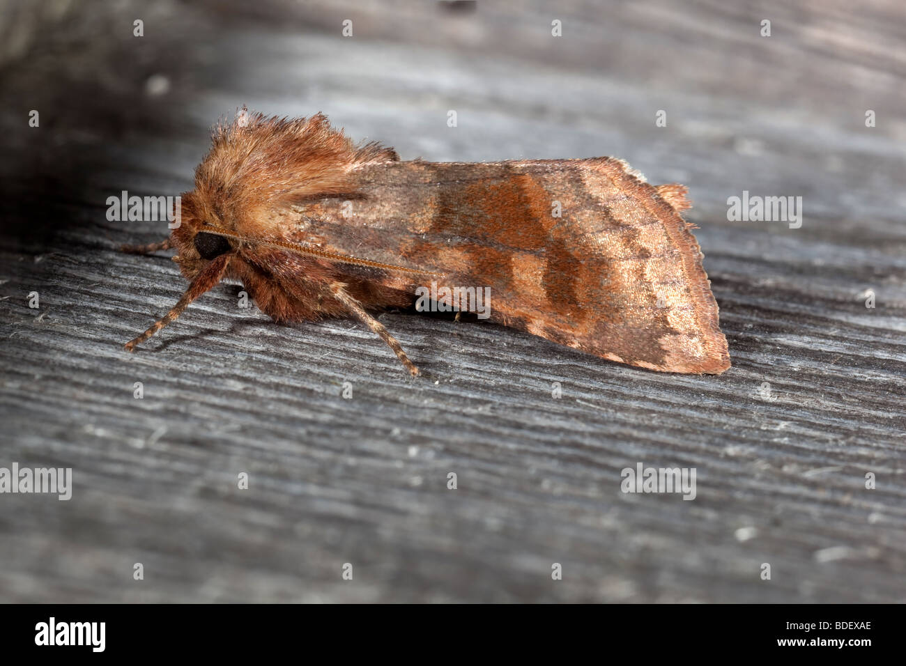 https://c8.alamy.com/comp/BDEXAE/bronzed-cutworm-moth-resting-on-cedar-siding-BDEXAE.jpg