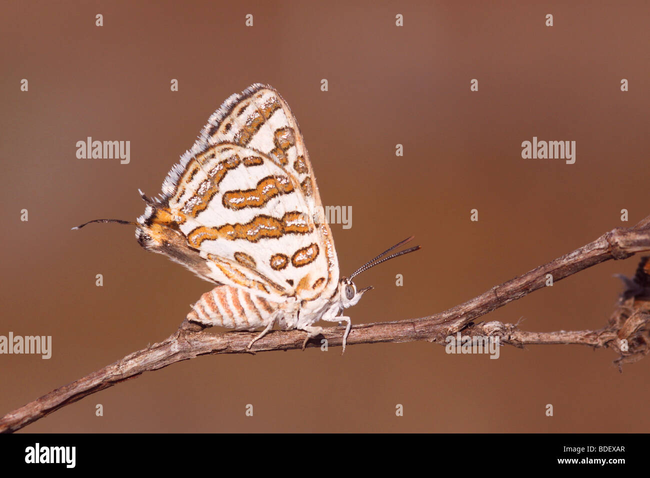 The Tawny Silverline, Apharitis acamus is a species of lycaenid or blue butterfly found in Asia and North Africa. Stock Photo