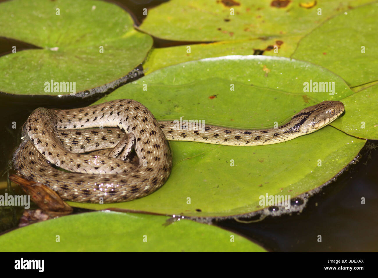 Dice snake (Natrix tessellata) is a European non-venomous snake Stock Photo