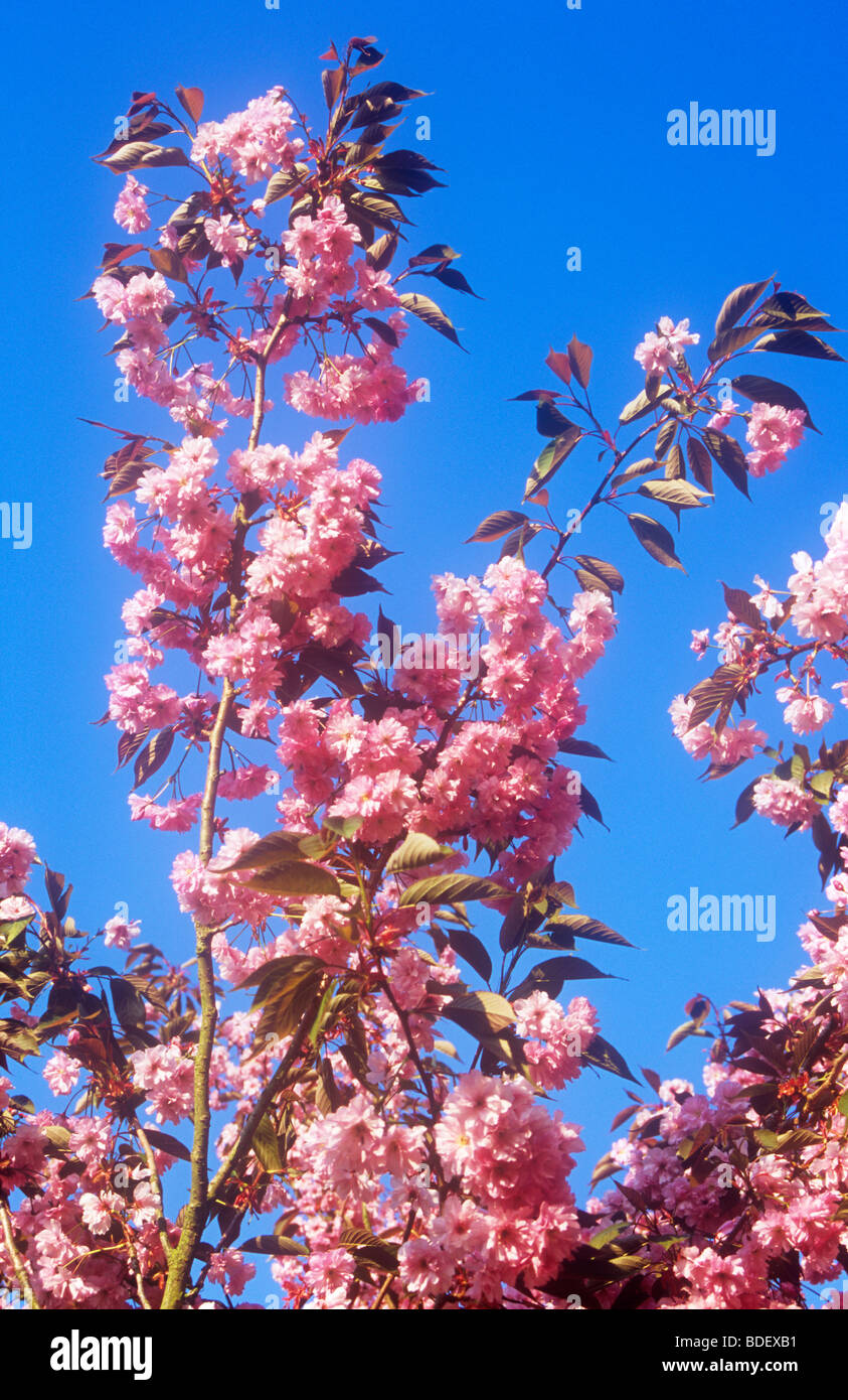 Stems of pale pink double blossoms of Flowering cherry or Prunus Pink Perfection tree reaching up into pure blue sky Stock Photo
