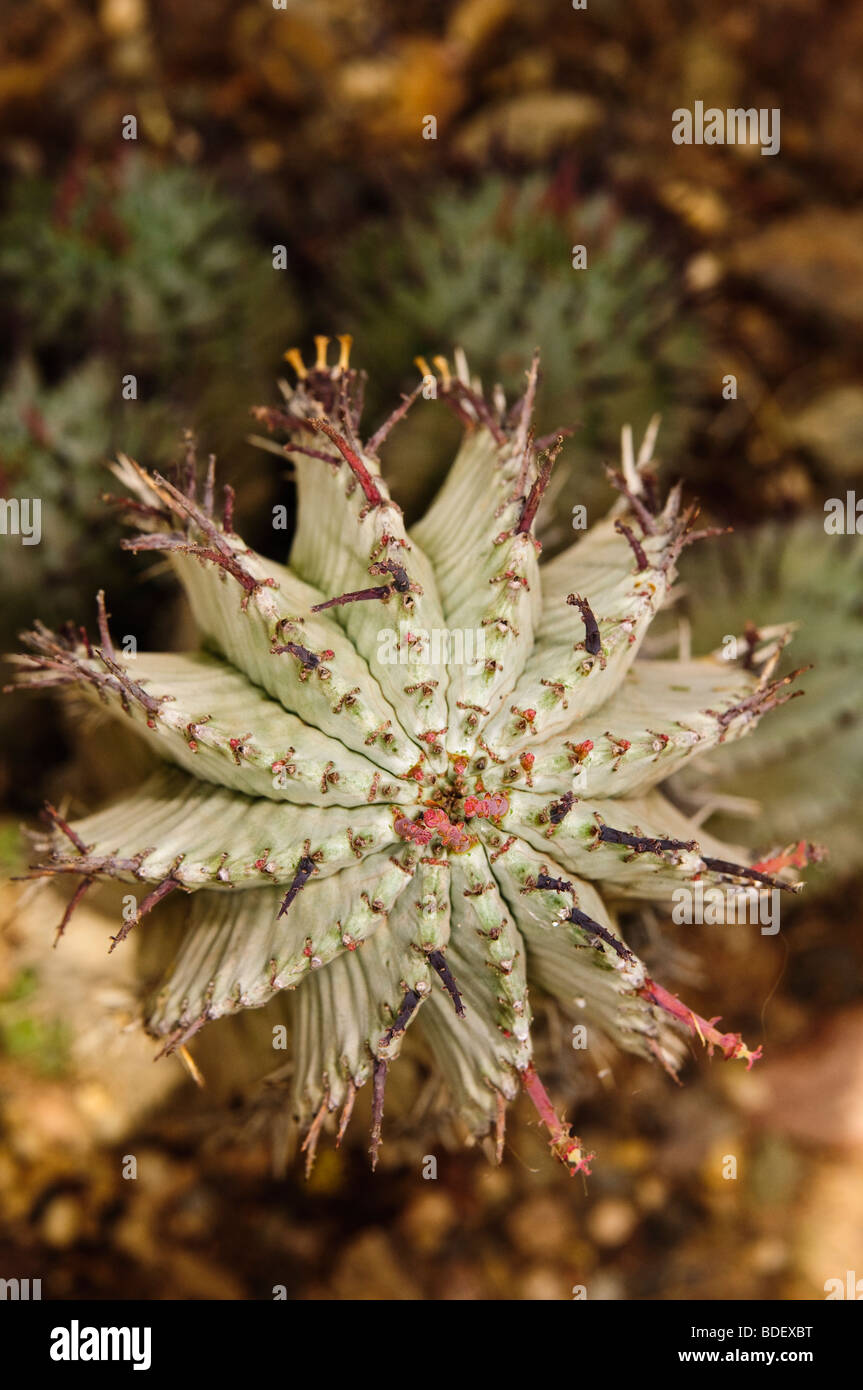 Top view of Euphorbia polygona 'Snowflake' in bloom Stock Photo