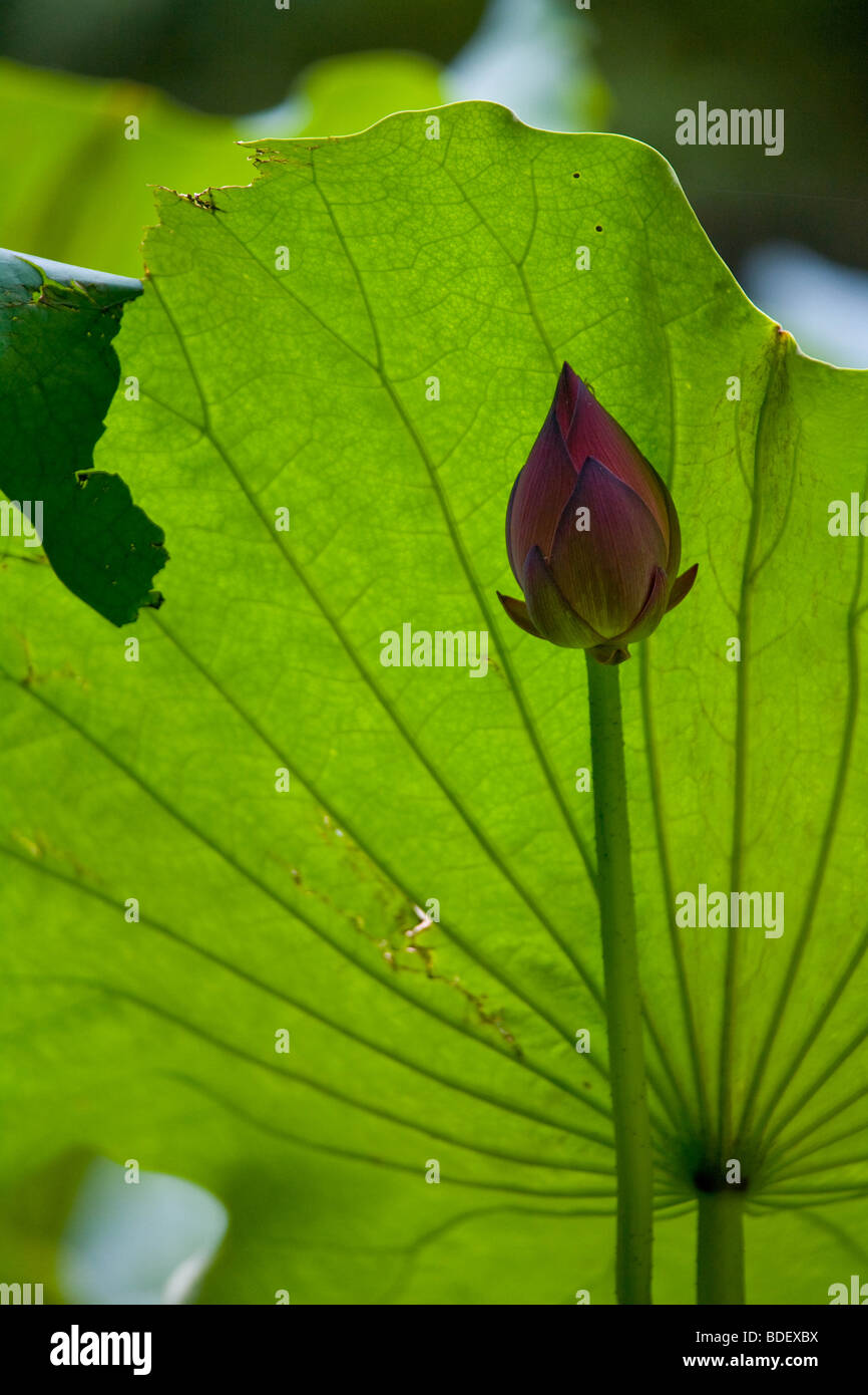 A red lotus flower bud against a large backlit green leaf in a pond outside a temple in Hoa Binh, Vietnam Stock Photo