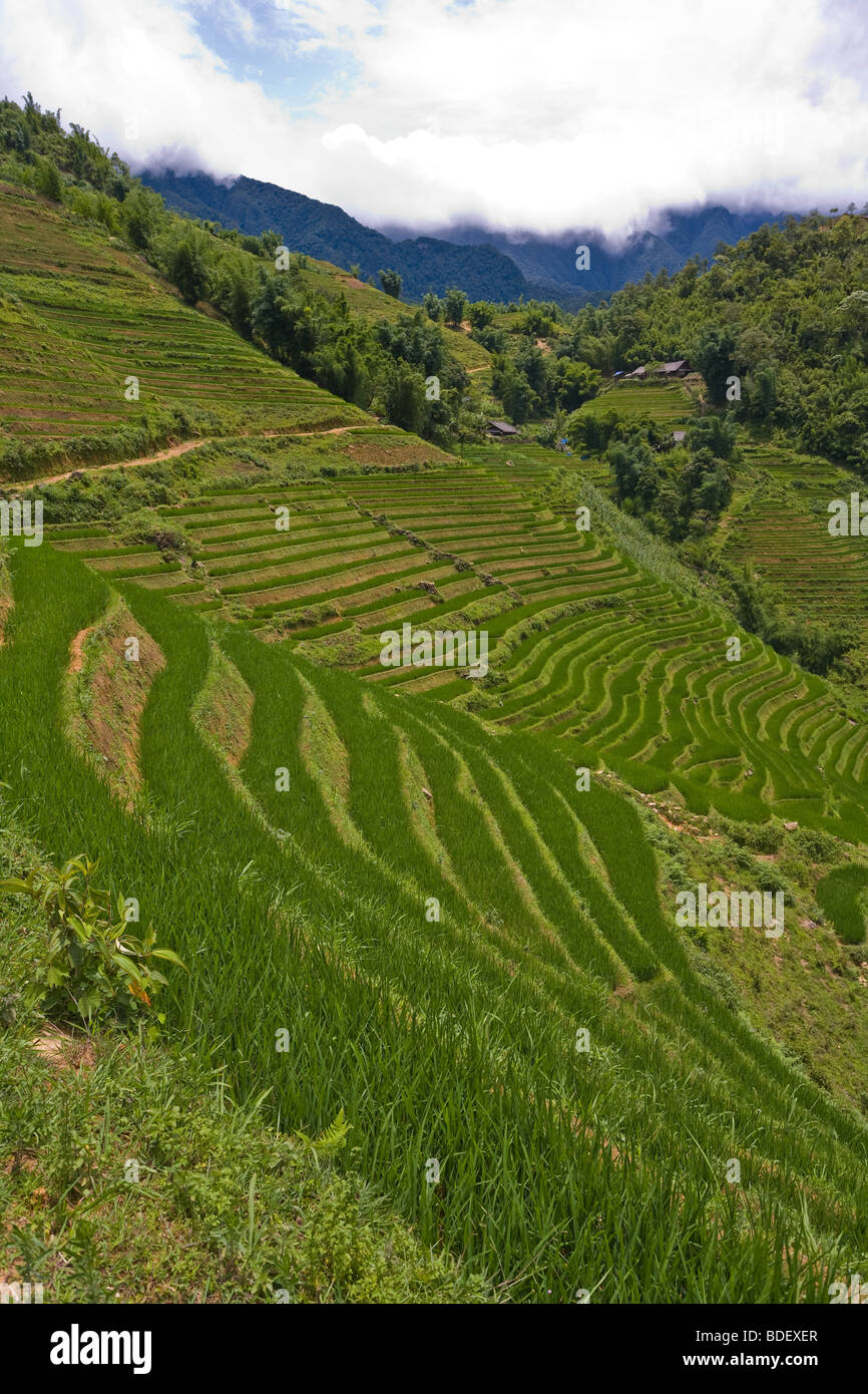 Terrace farming steep hi-res stock photography and images - Alamy