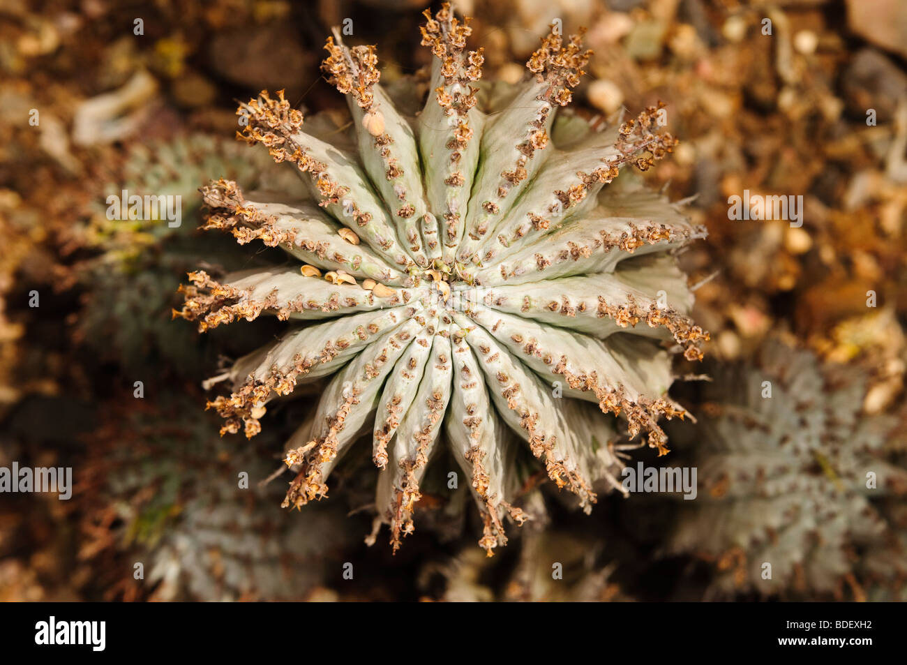 Top view of Euphorbia polygona 'Snowflake' cactus Stock Photo