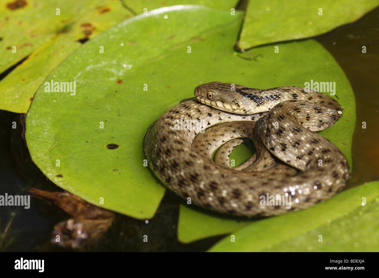 Dice snake (Natrix tessellata) is a European non-venomous snake Stock Photo