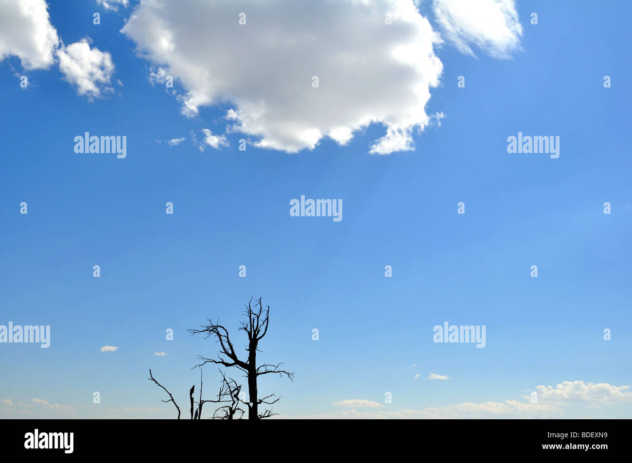 Silhouette of dead tree on blue sky with clouds Stock Photo - Alamy