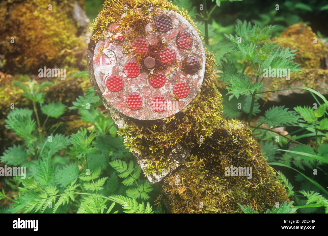 Close up of old-fashioned roadside marker post cracked and moss-covered and surrounded by weeds Stock Photo