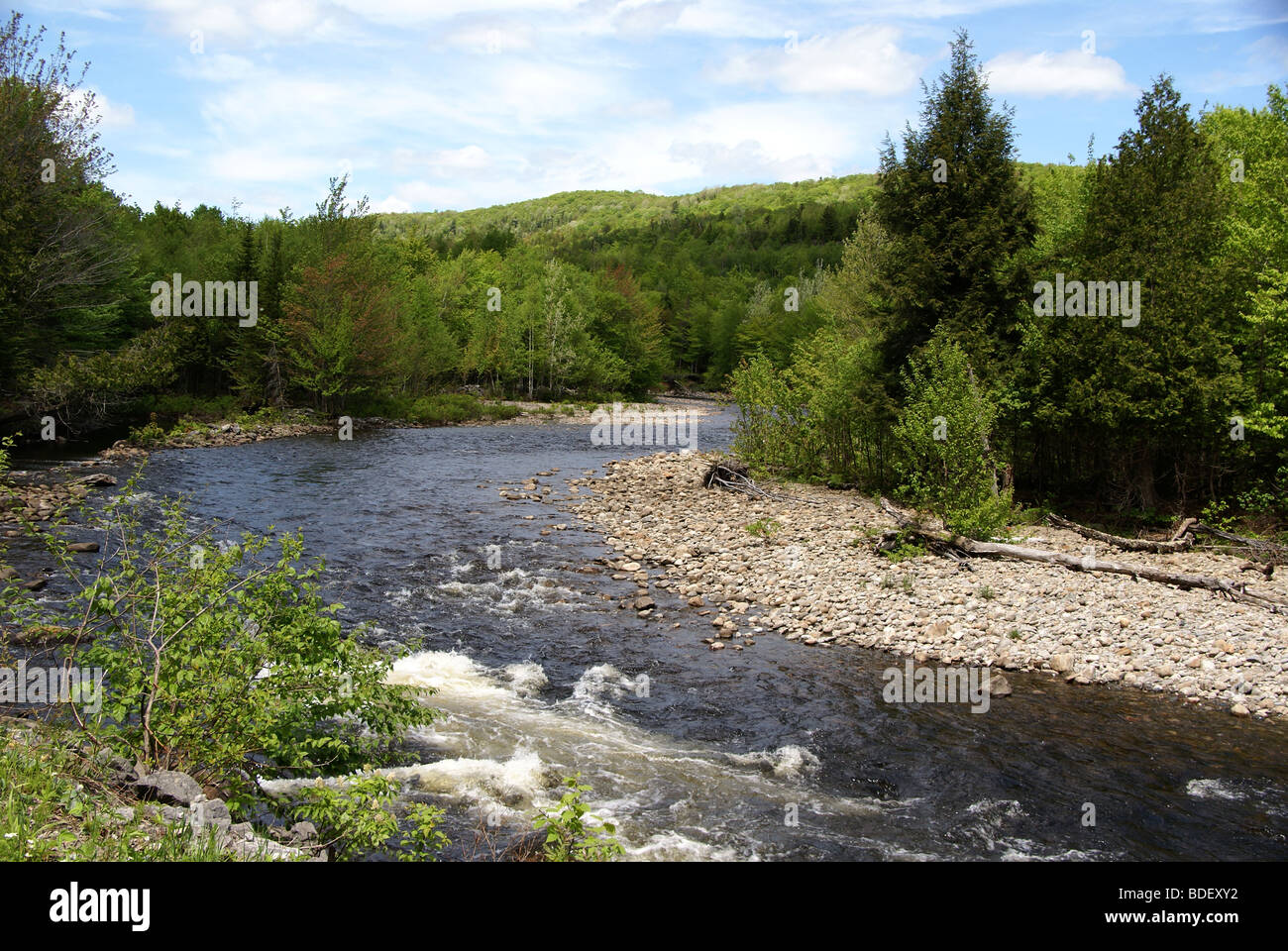 Pristine nature  around a river surrounded by woods Stock Photo