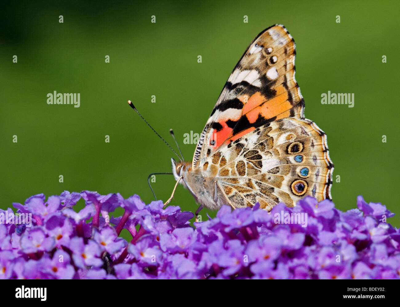 Painted Lady Butterfly (cynthia cardui) on Buddleia Stock Photo