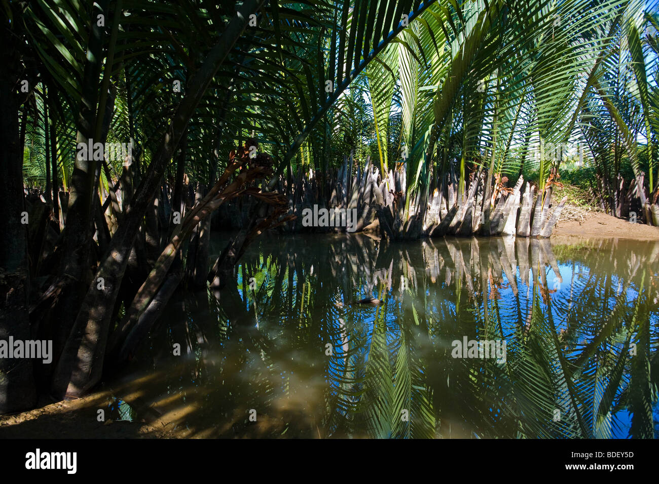 Palm leaves shade hi-res stock photography and images - Alamy