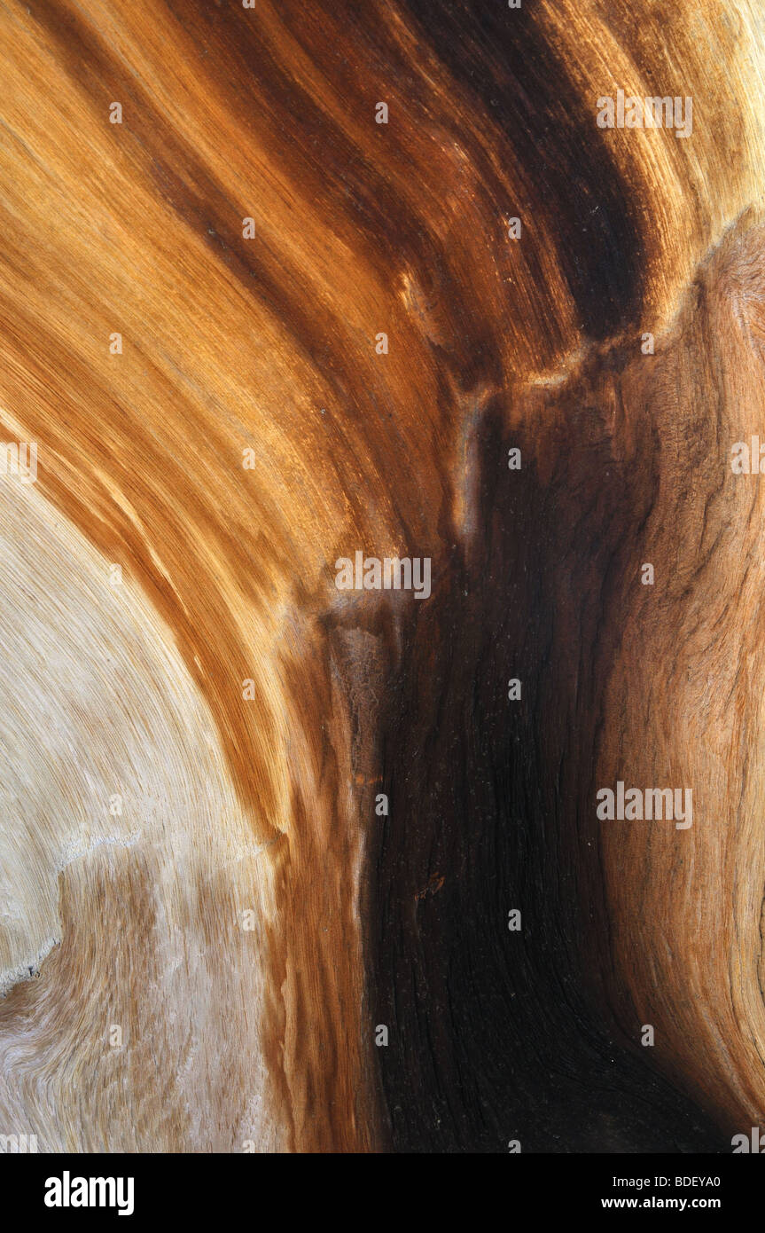 Detail of wood grain from a living Great Basin bristlecone pine tree (approximately 4,000 years old). Stock Photo