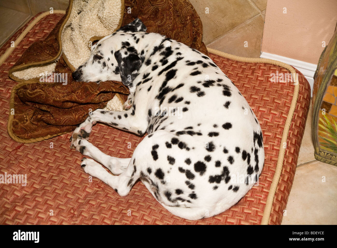 Dalmatian dog asleep napping on cushion in home.  top view above MR Stock Photo