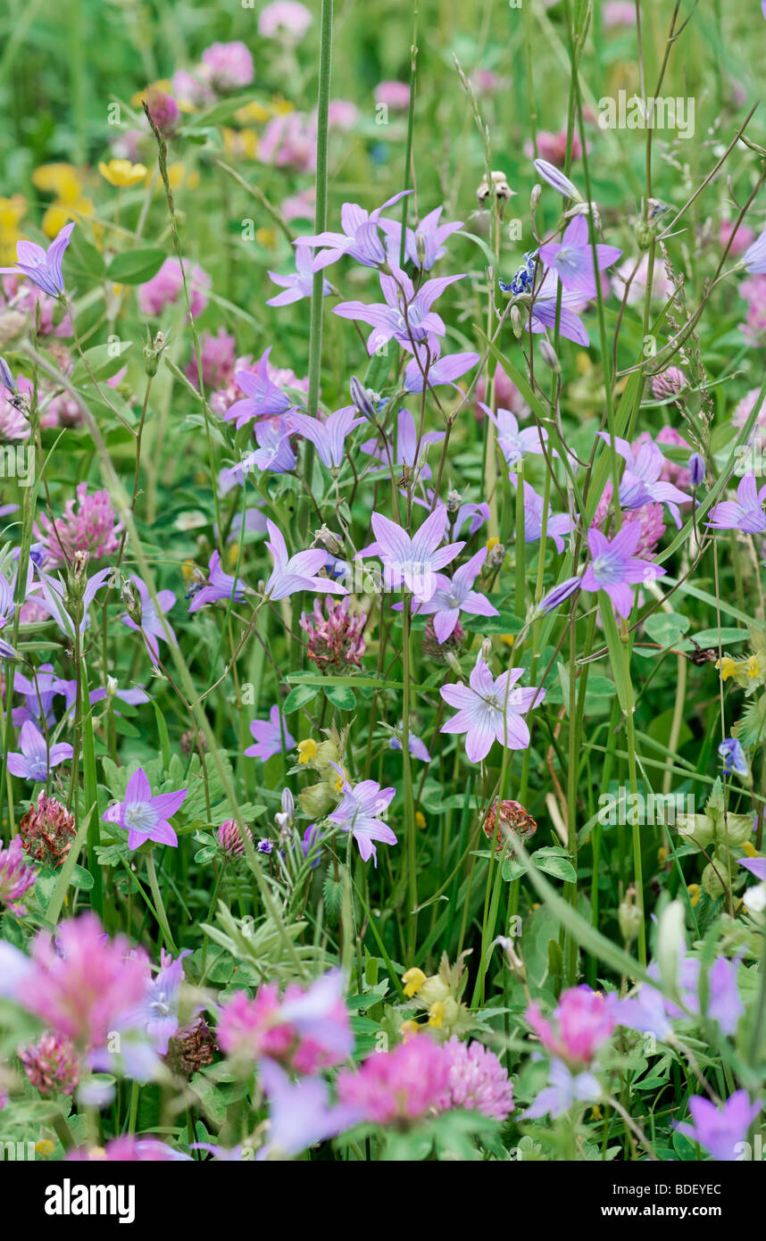 Spreading Bellflower, Campanula patula in a Slovenian meadow Stock
