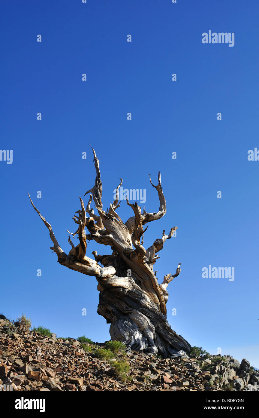 Bristlecone Pine tree from the Bristlecone Pine Forest in the Inyo National Forest, White Mountains, California Stock Photo