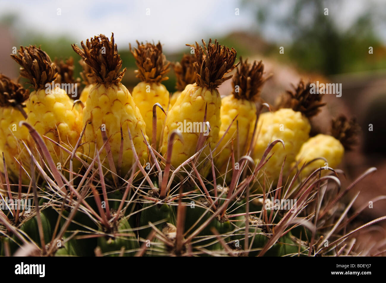 Fruit on a fishhook barrel cactus Stock Photo - Alamy