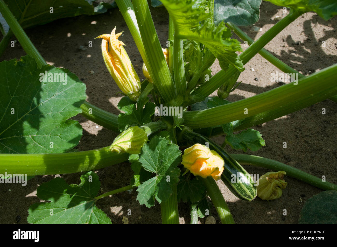 Courgette flowers at pick your own Garsons Farm, Esher. Zero Carbon