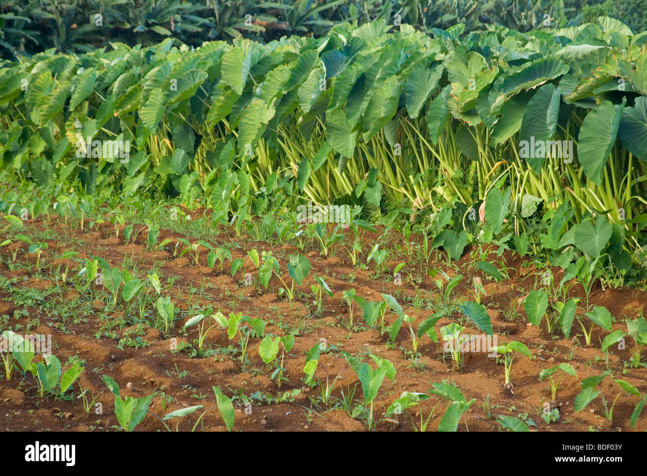 Taro, young and mature plants growing in field Stock Photo - Alamy