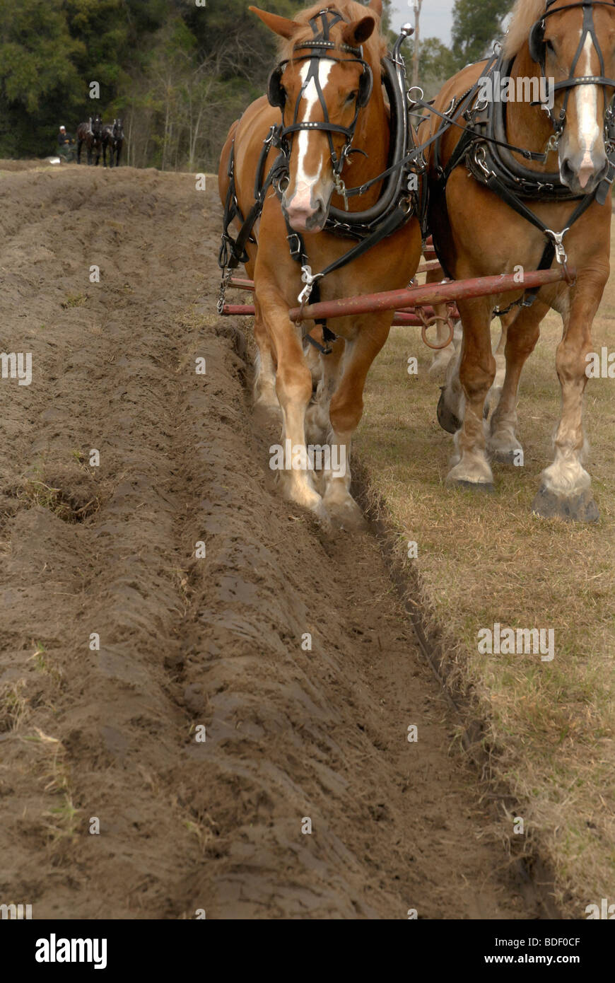 Annual Plow Days Festival at Dudley Farm Historic State Park, Newberry, Florida--National Register of Historic Places. Stock Photo