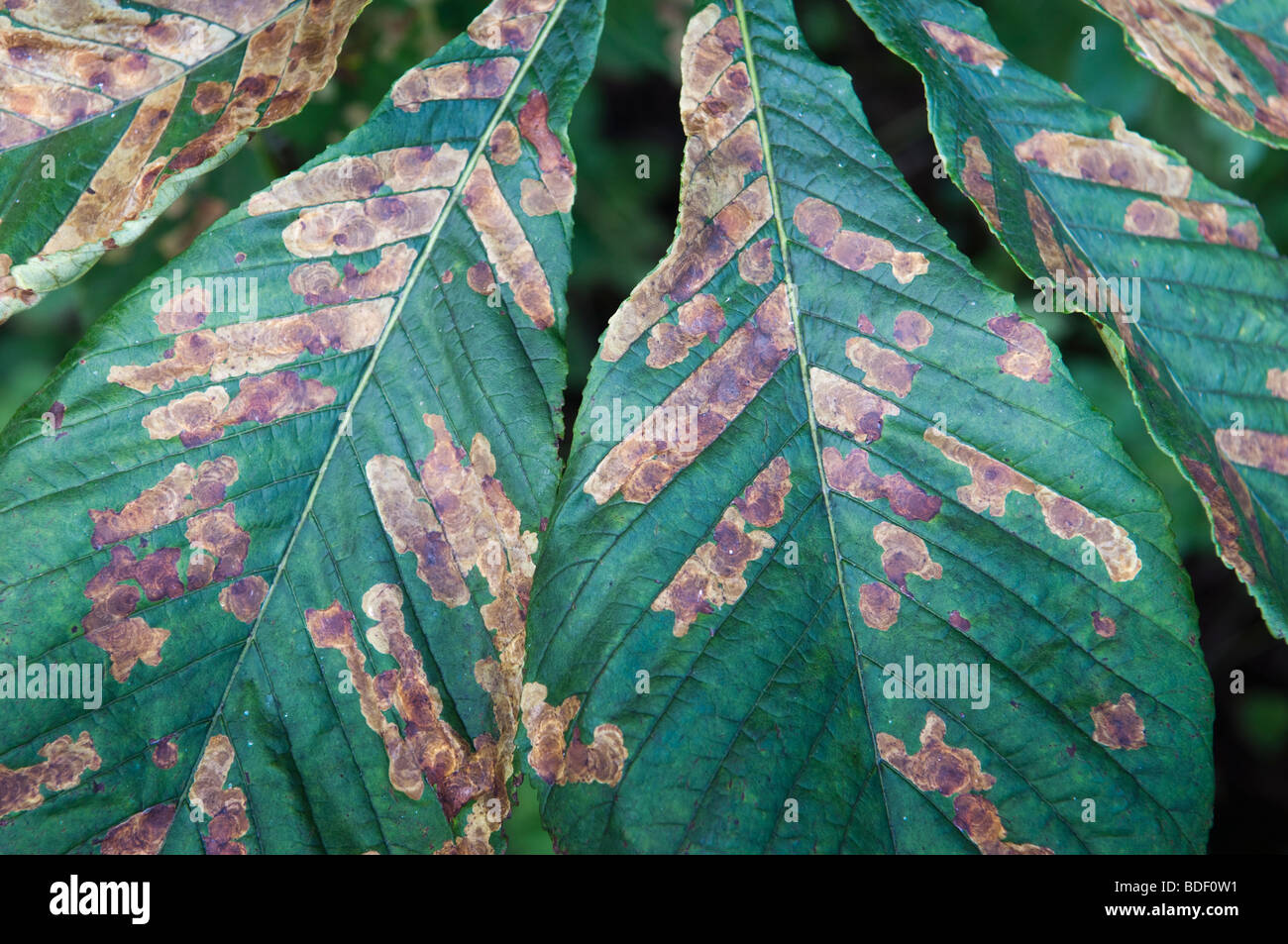 Horse Chestnut tree leaves with Leaf Miner damage Stock Photo Alamy