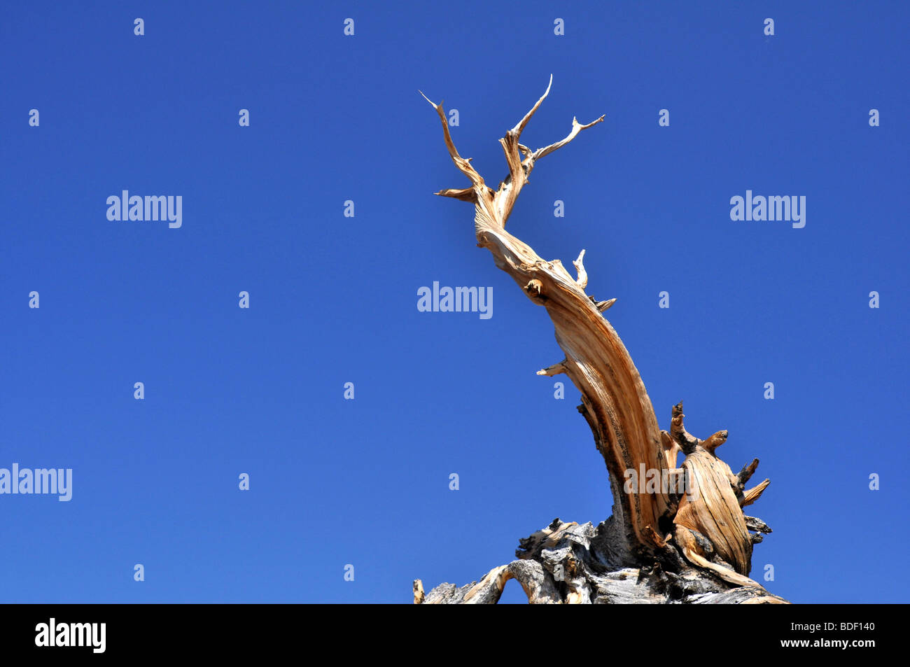 Bristlecone Pine tree from the Bristlecone Pine Forest in the Inyo National Forest, White Mountains, California Stock Photo