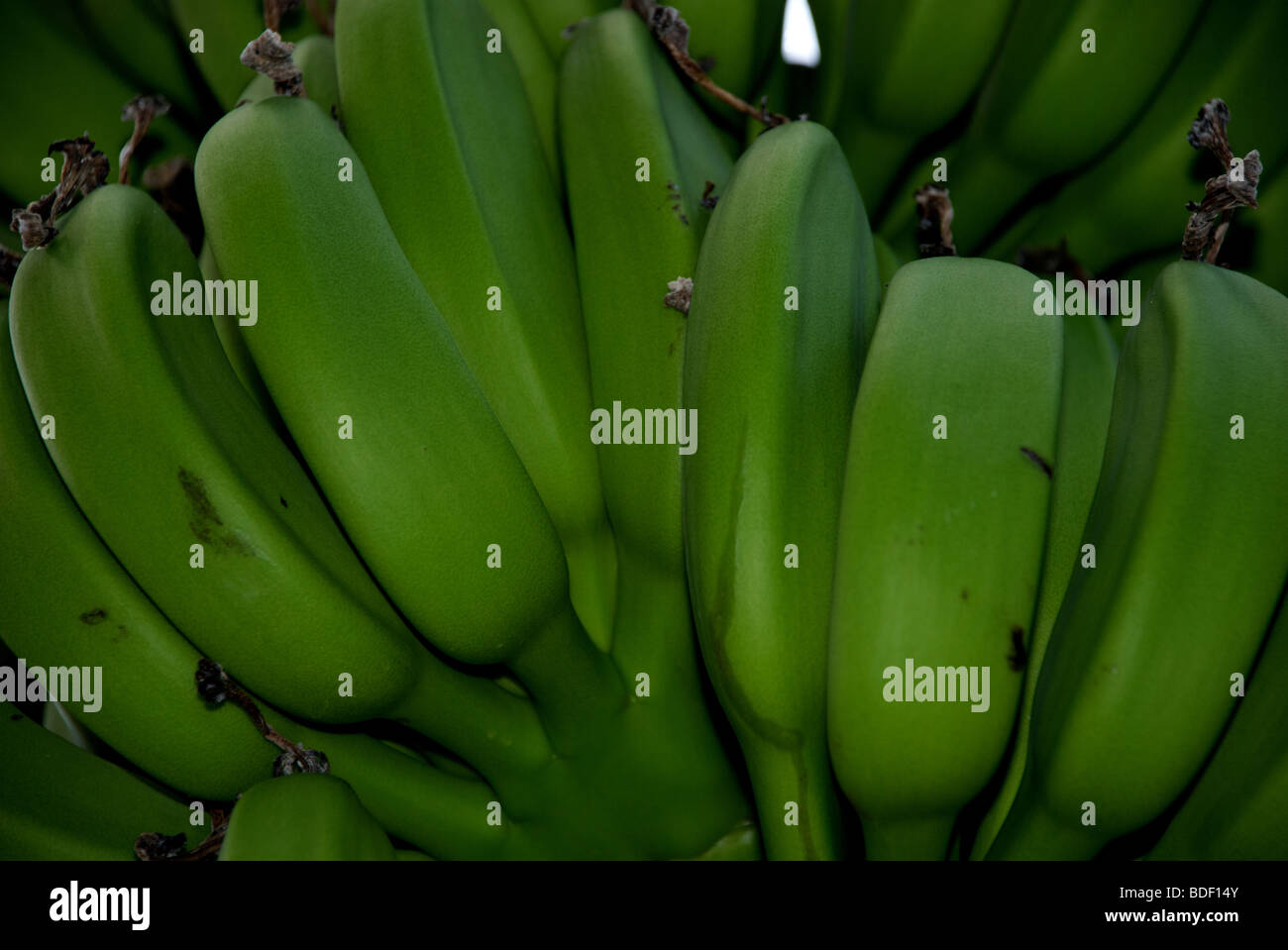 bananas growing on tree Stock Photo Alamy