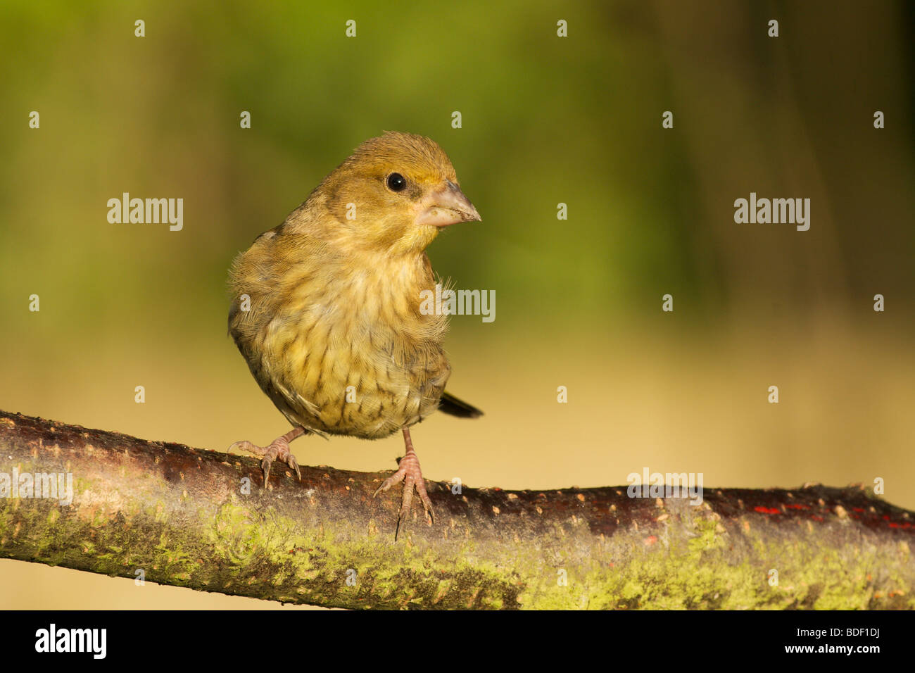 a young greenfinch Stock Photo