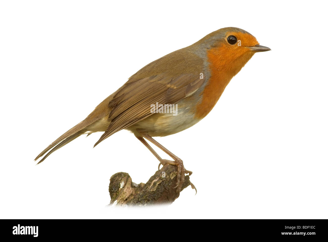 cute robin against isolated against a white background Stock Photo - Alamy
