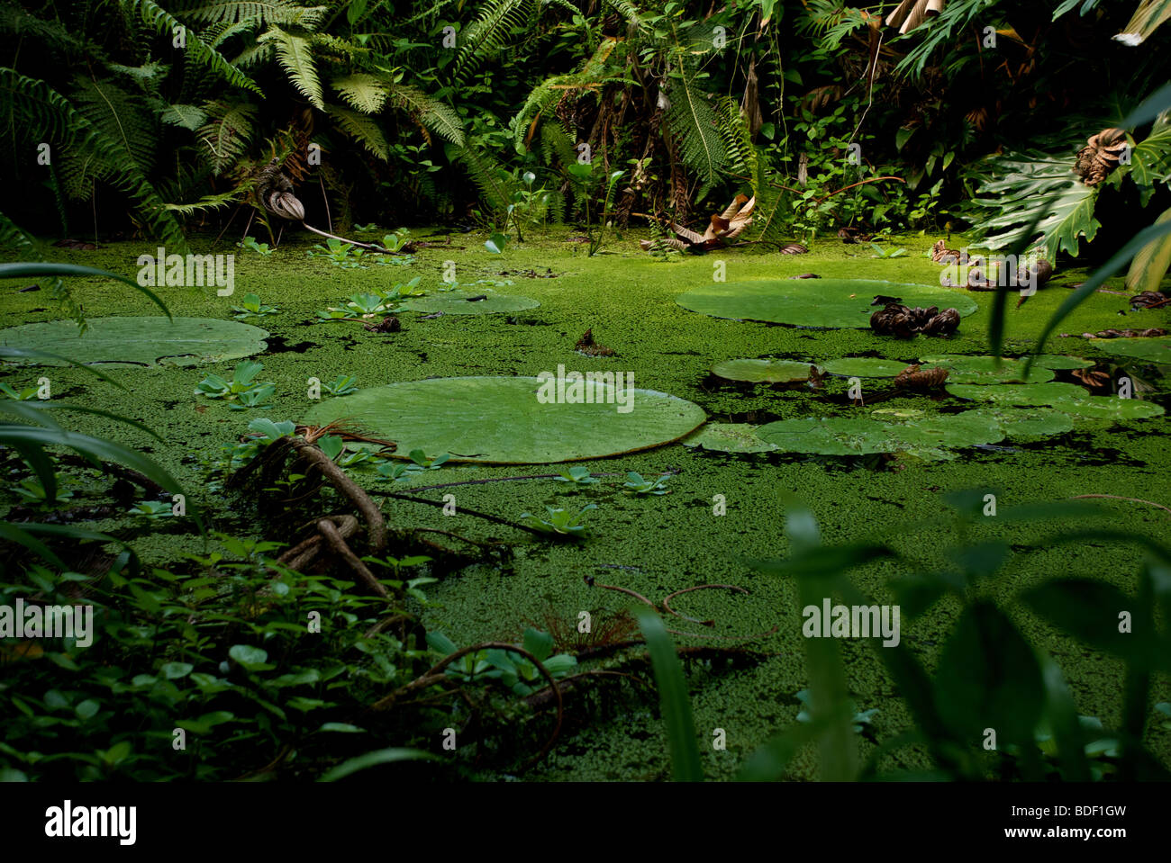 rainforest pond scene Stock Photo Alamy